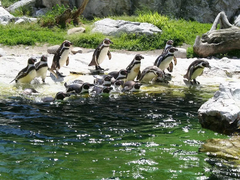 Penguin Migration