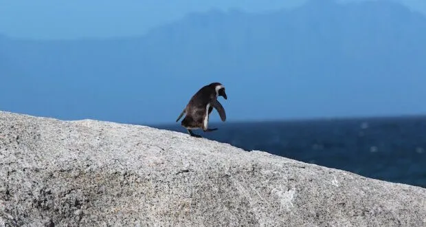 Penguin FAQs