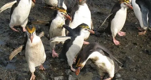 Royal Penguin (Eudyptes schlegeli)