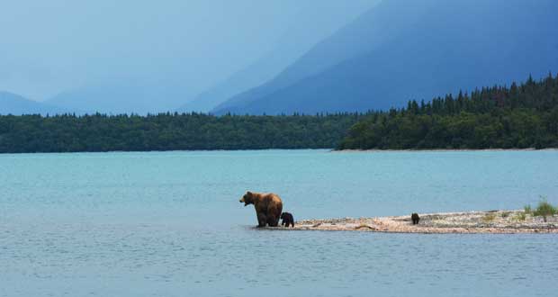 Territories of Brown Bears in Canada