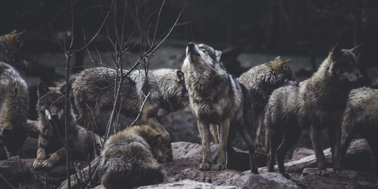 Hunting Techniques Used By Grey Wolves - BioExpedition Hunting Techniques Used By Grey Wolves - BioExpedition