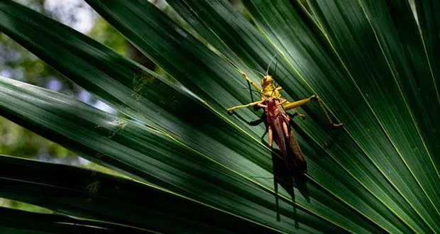 How Grasshoppers Become Swarms of Locusts