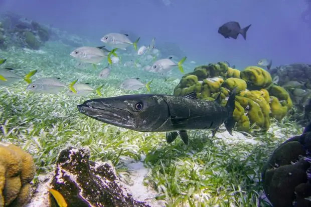 Hunting Characteristics of Barracudas