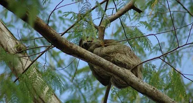 Life-cycle of The Three-Toed Sloth