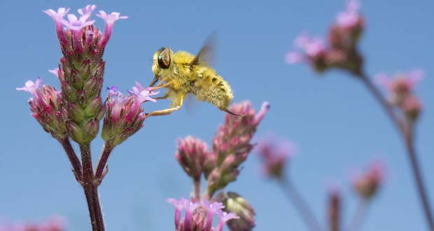 What is Biodiversity?