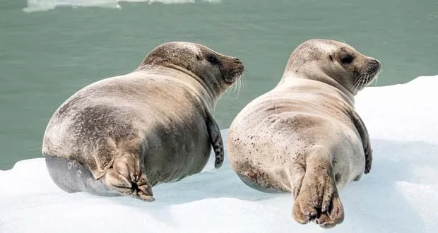 How Intelligent Are Seals?