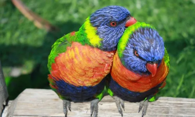 8 of the Most Colorful and Extravagant Birds