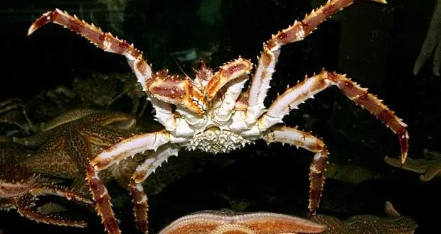6 Amazing Facts About King Crabs