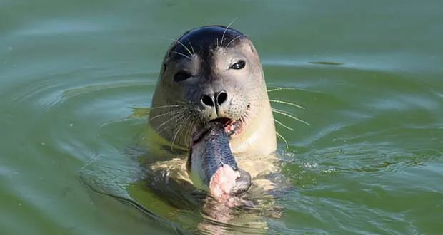 are seals as smart as dogs