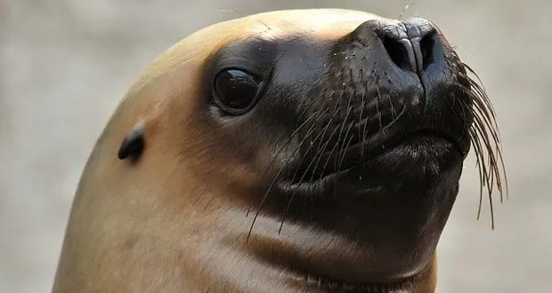 are seals as smart as dogs