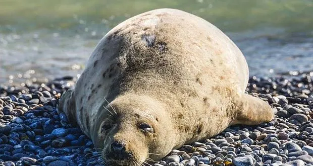 are seals as smart as dogs