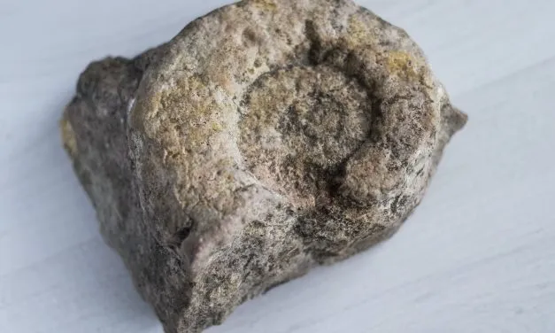 Tips To Help You Find Fossils Near You