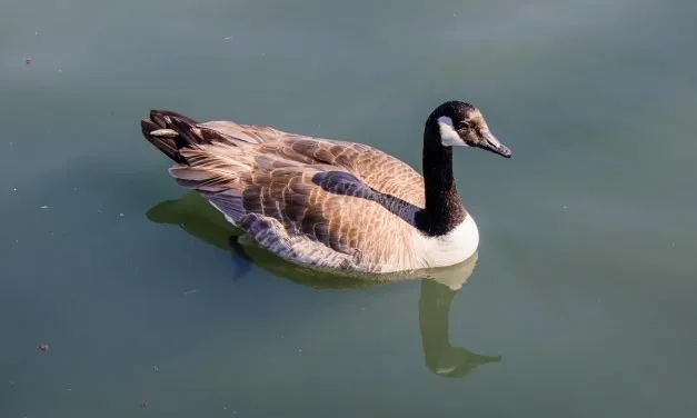 Grazing Habits and Social Behavior of Canadian Geese