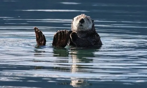 Family Structures of Sea Otters
