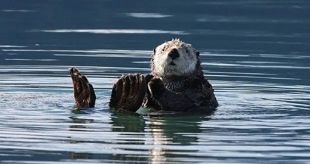 Family Structures of Sea Otters