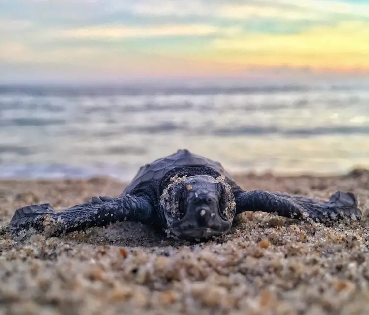 How To Tell A Baby Turtle Is A Sea Turtle