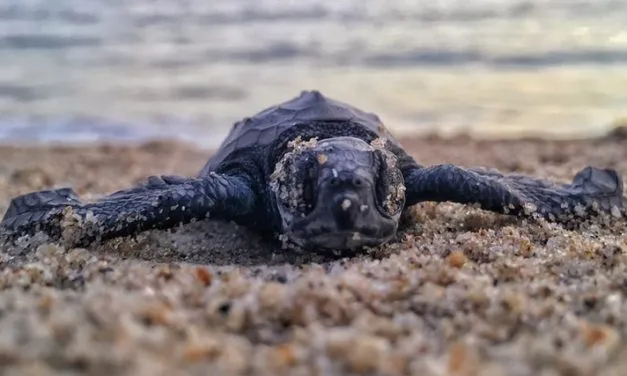 How To Tell A Baby Turtle Is A Sea Turtle