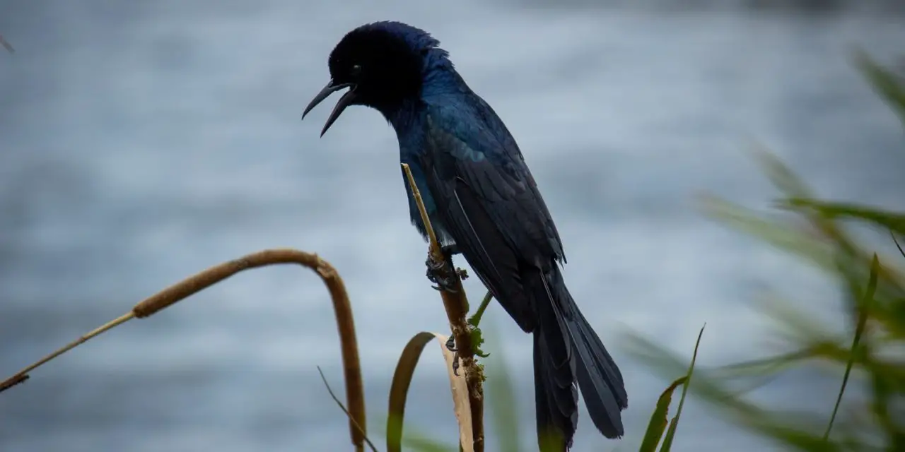 Mating Rituals of The Umbrella Bird