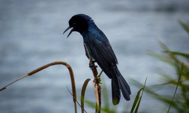 Mating Rituals of The Umbrella Bird