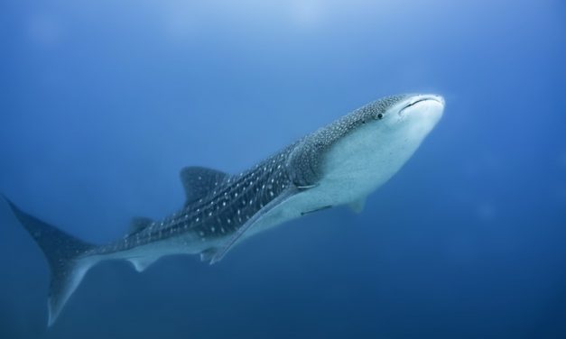 Whale Sharks Average Swimming Speed and Distance