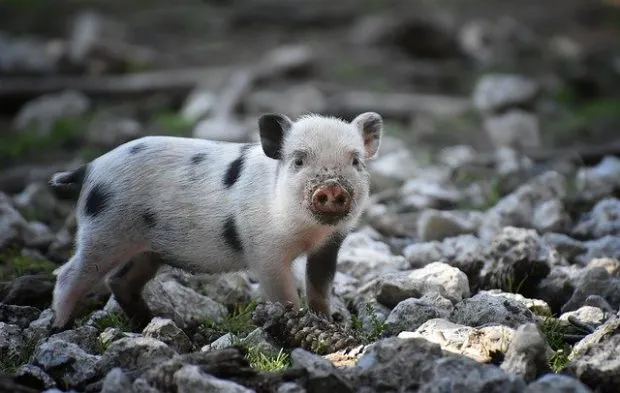 6 Animals That Are Commonly Omnivores - BioExpedition 6 Animals That Are Commonly Omnivores - BioExpedition