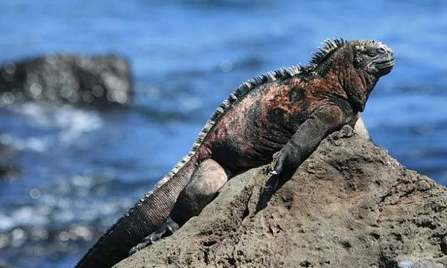 Five Obscure Animals That Move in Packs