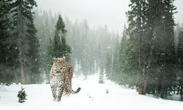 Hunting Patterns of Snow Leopards