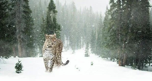 Hunting Patterns of Snow Leopards