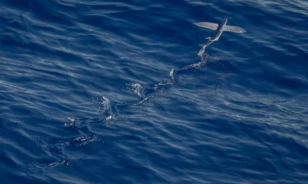 Common Traits and Habits of The Flying Fish
