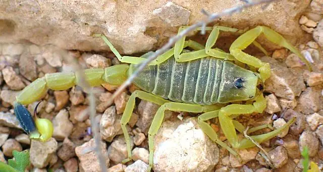 Different Varieties of Scorpions Across The Globe