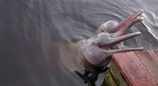 Family Structures of River Dolphins