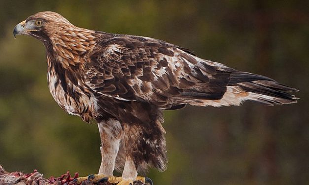 6 Largest Birds of Prey in North America