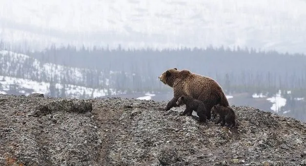 Types of Bears