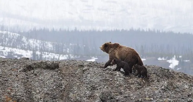 Types of Bears