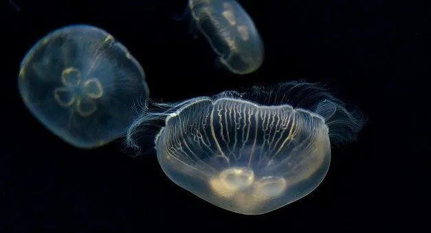 Types of Jellyfish
