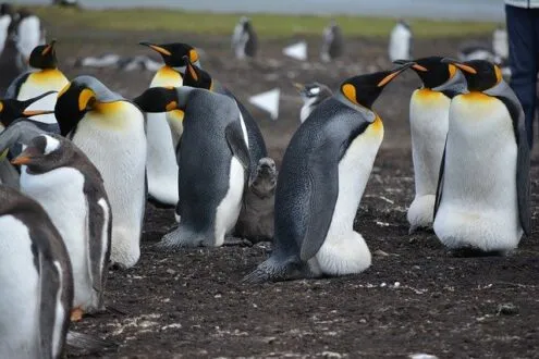 9 Interesting Facts about Penguins