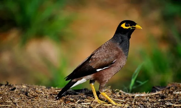 5 Birds Perfectly Adapted to Modern Cities