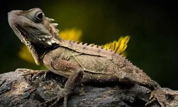 Types of Lizards