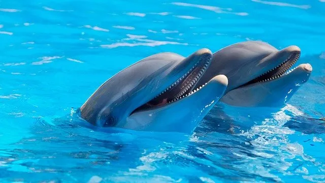Types of Dolphins