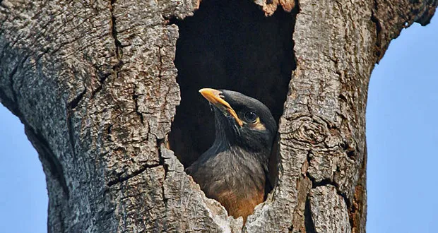 How Climate Change Could Affect the Common Myna Bird