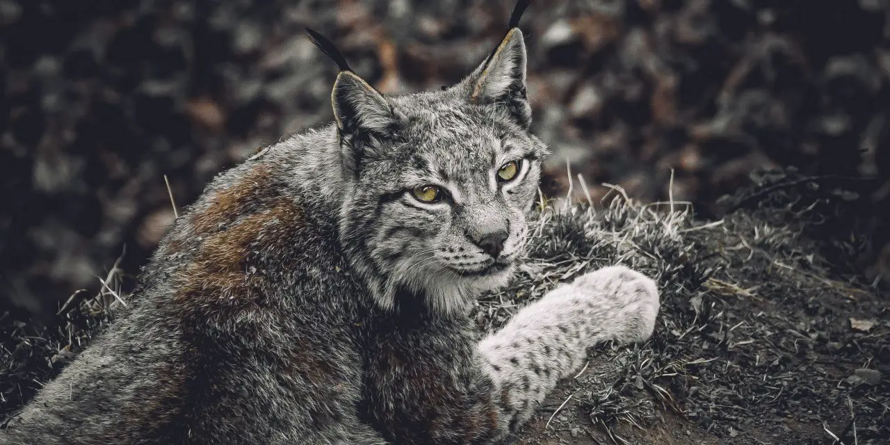 Creature Feature: Canada Lynx