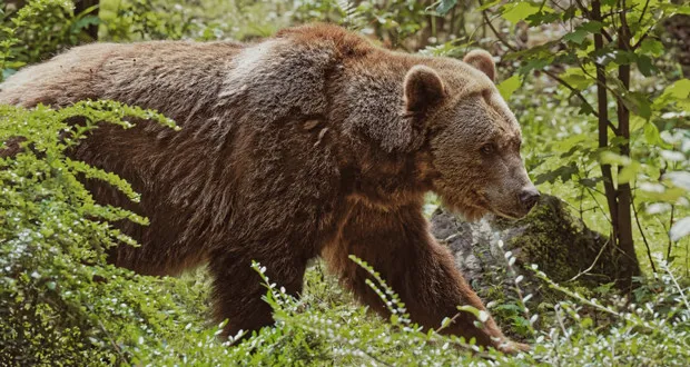 5 Ways to Spot the Difference in Bear Species