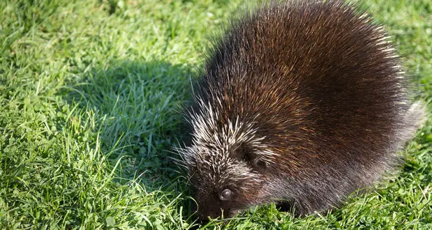 5 Facts about Porcupine Reproduction
