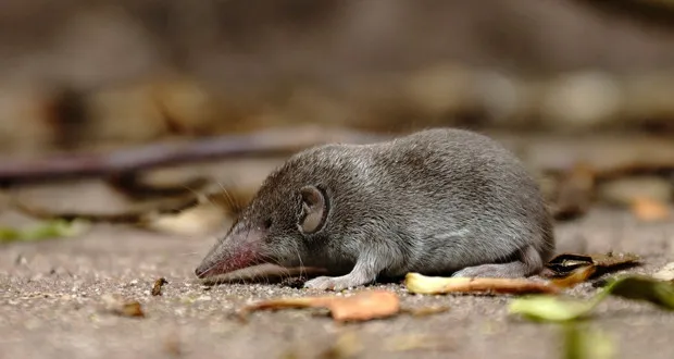 Spotted Shrew 