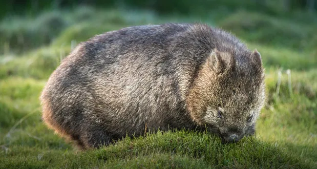 Habitats of the Wombat - BioExpedition Habitats of the Wombat - BioExpedition