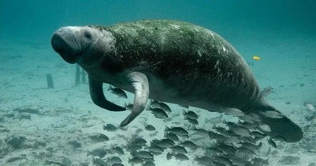 Migration Pattern of Dugong