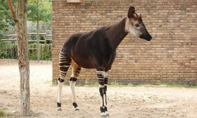 Anatomy of an Okapi