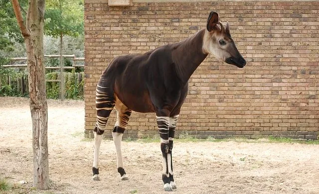 Anatomy of an Okapi