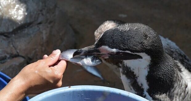 What do Penguins Eat?
