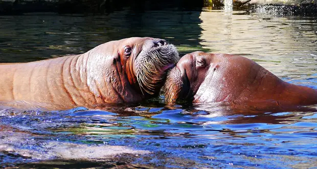 What are the Social Habits of Walrus? - BioExpedition What are the Social Habits of Walrus? - BioExpedition